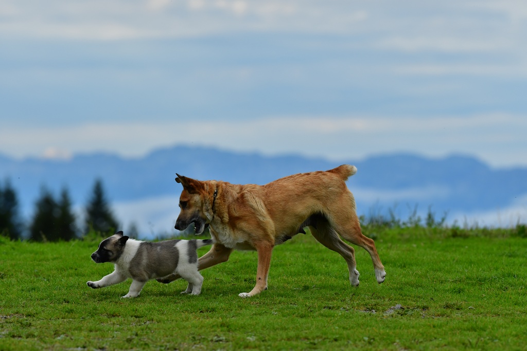 2019-08 Savoie/La Tuile/DSC_1994.JPG